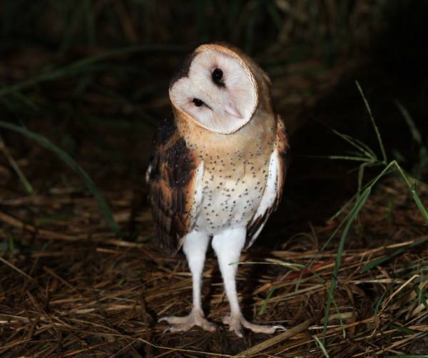 Appeal For Images Of Barn Owl Tyto Sp From All Populations