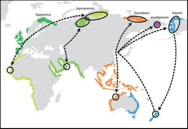 bar tailed godwit migration