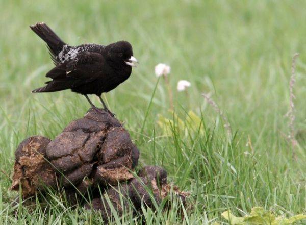 The New Birds of Kazakhstan