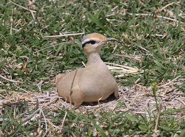 Oiseaux de Libye/Birds of Libya