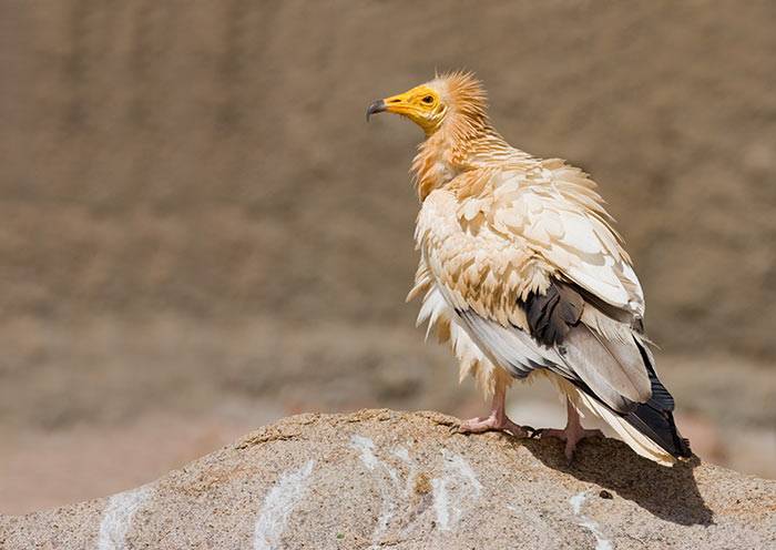 Egyptian Vulture Neophron percnopterus