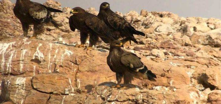 Steppe Eagles (Aquila nipalensis) at dump sites north-west of Riyadh, Saudi Arabia