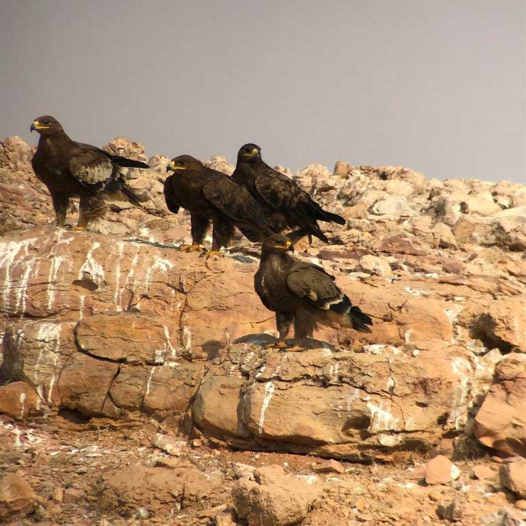Steppe Eagles (Aquila nipalensis) at dump sites north-west of Riyadh, Saudi Arabia