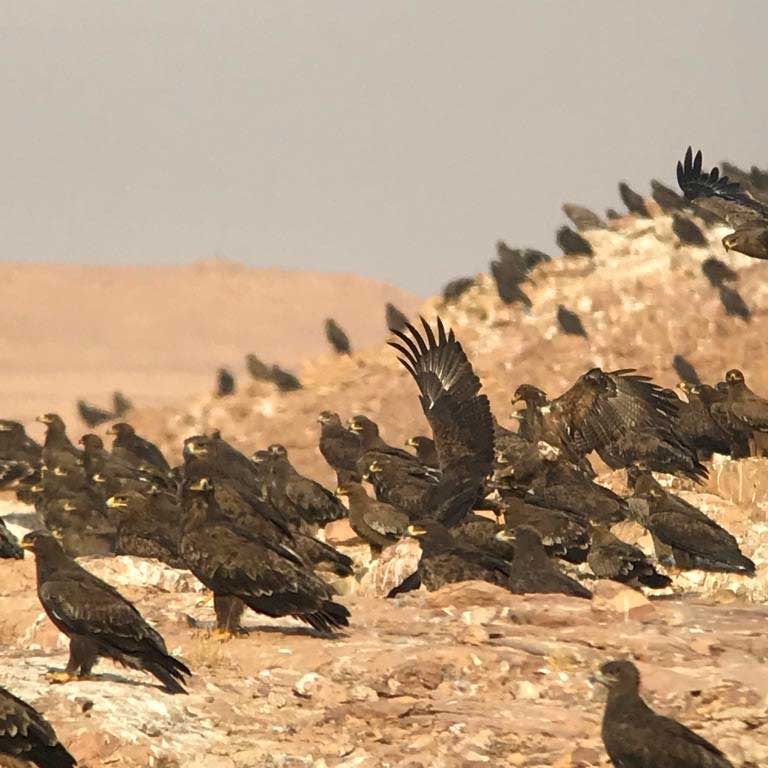 Steppe Eagles (Aquila nipalensis) at dump sites north-west of Riyadh, Saudi Arabia