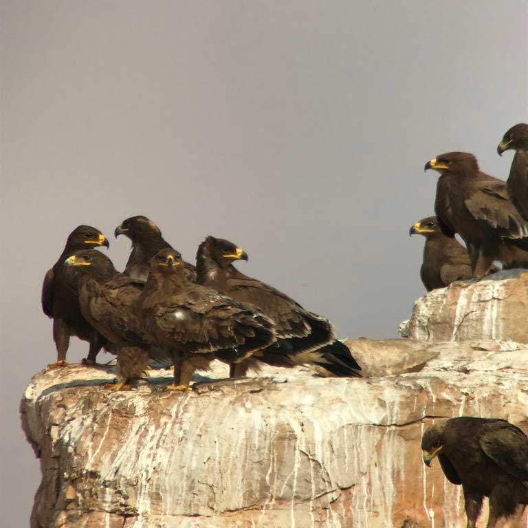 Steppe Eagles (Aquila nipalensis) at dump sites north-west of Riyadh, Saudi Arabia