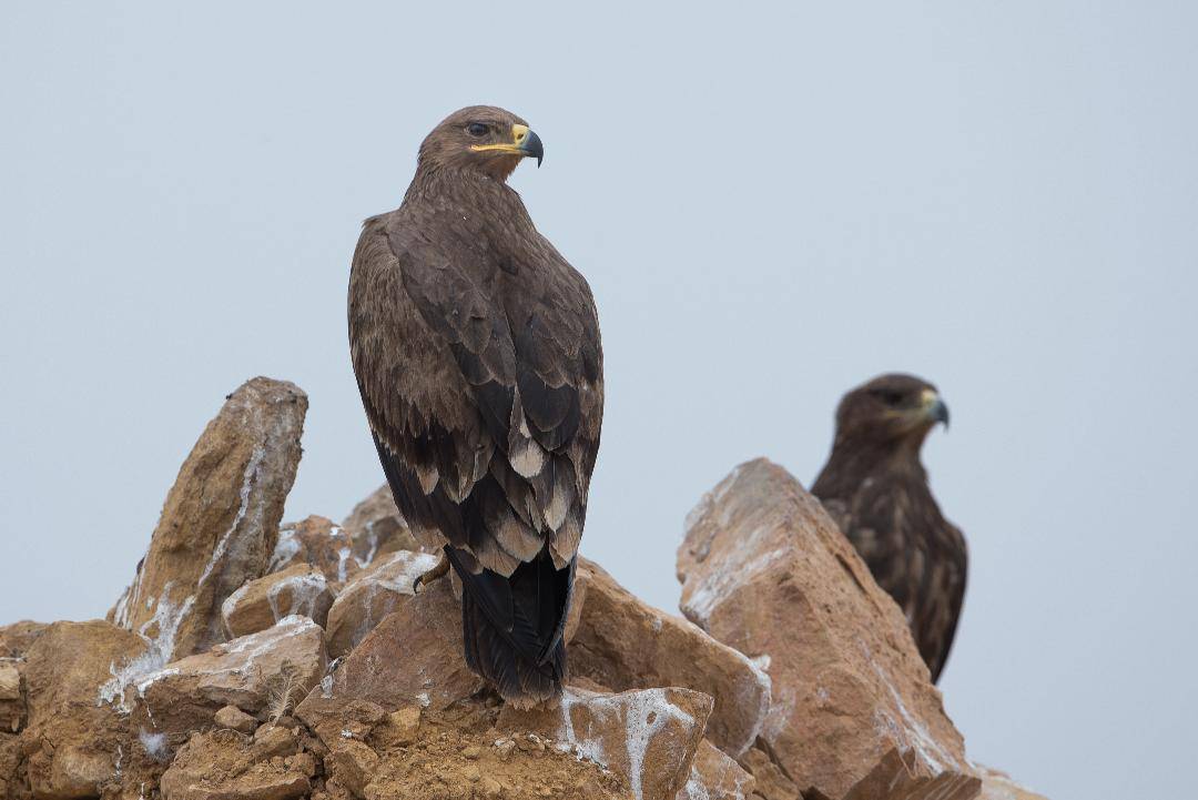 Steppe Eagle Aquila nipalensis perching on a rock in Riyadh, Saudi Arabia