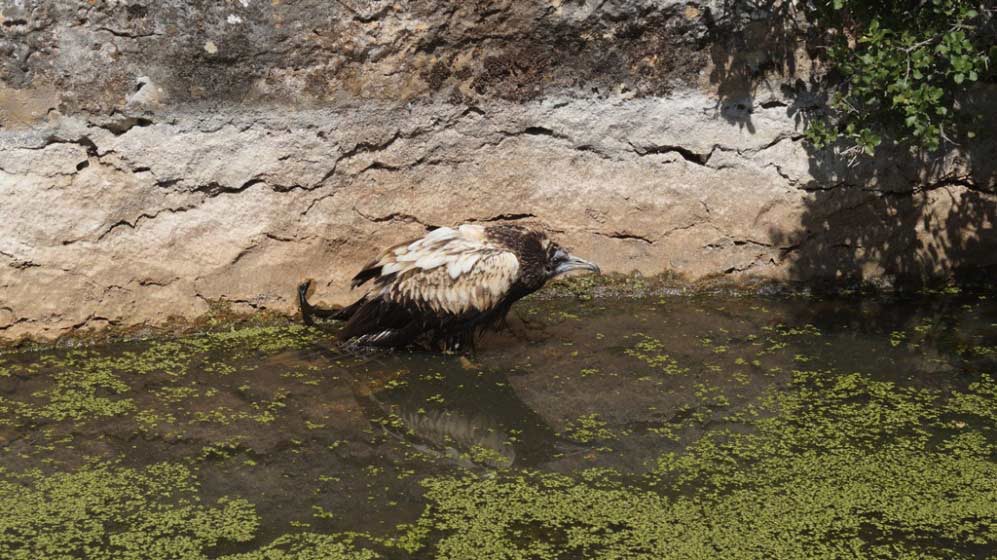 Anna the Egyptian Vulture found in poor condition in a pond