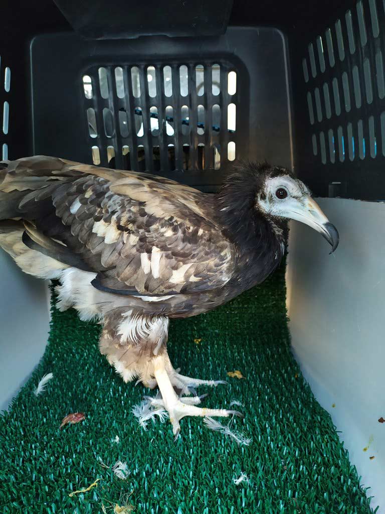 Anna thr Egyptian Vulture and all the permits were thoroughly inspected on the Turkish-Bulgarian border. Photo: Volen Arkumarev