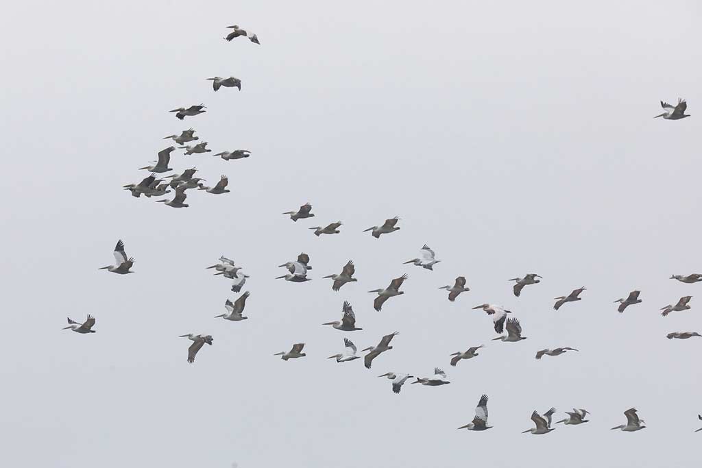 Dalmatian Pelicans passing through Besh Barmag Azerbaijani n hundreds on some days