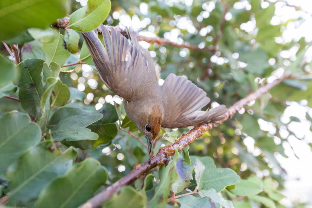 Blackcap trapped on a limestick. © Ben Porter.