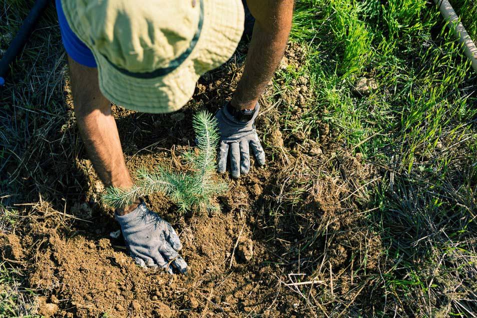 Tree planting. © Silvio Rusmigo