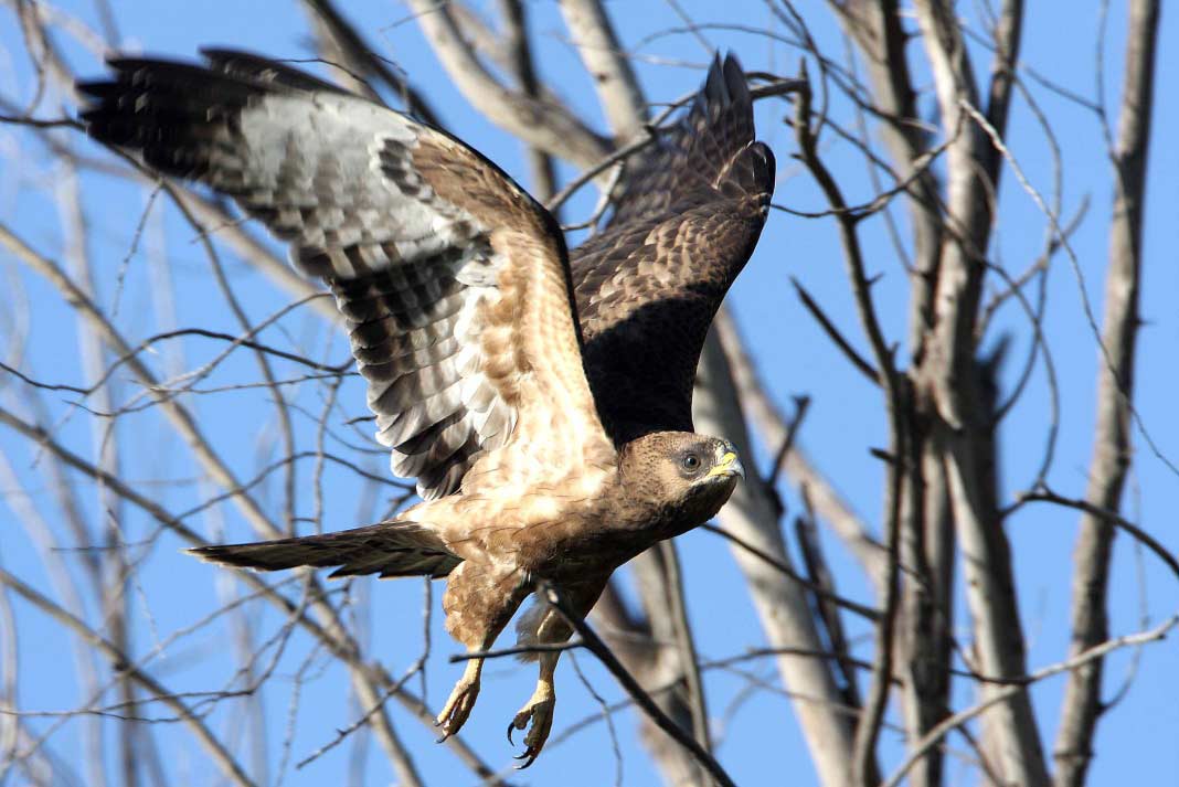 European Honey Buzzard. © Dave Nye.