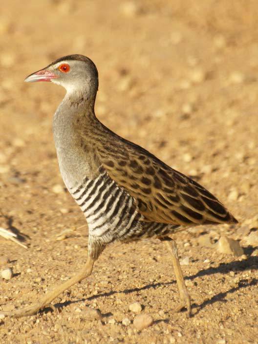 African Crake Crex egregia