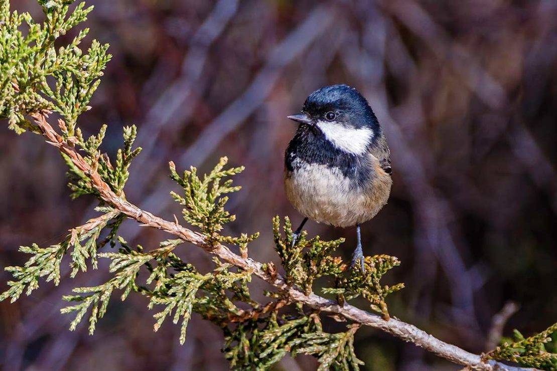 Cyprus Coal Tit Periparus [ater] cypriotes. Photo by Albert Stöcker.