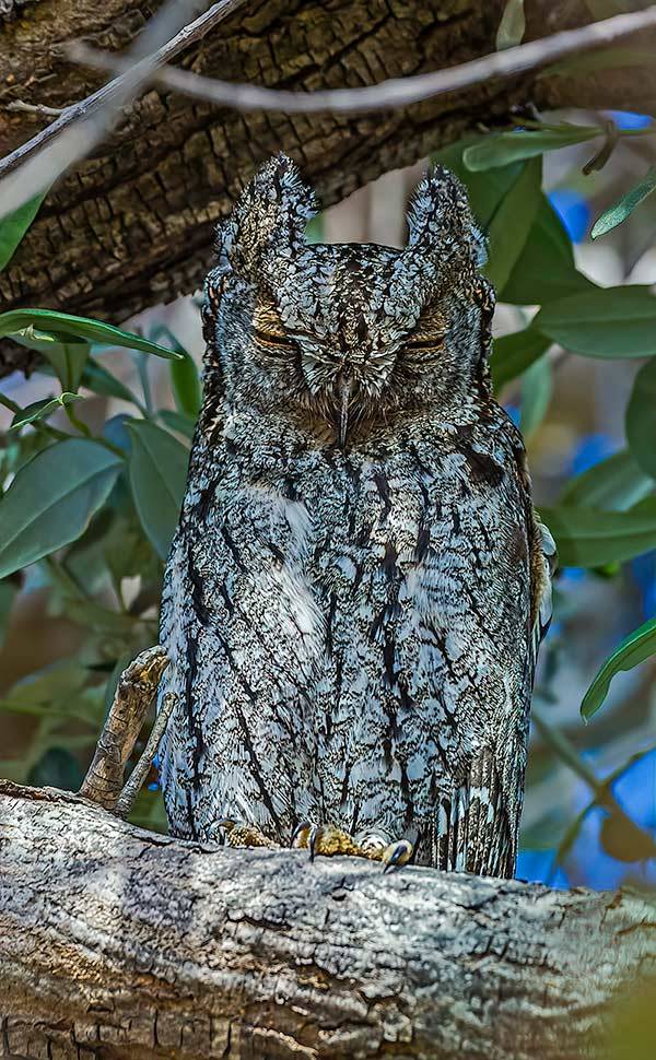 Cyprus Scops Owl Otus cyprius. Photo by Albert Stöcker.