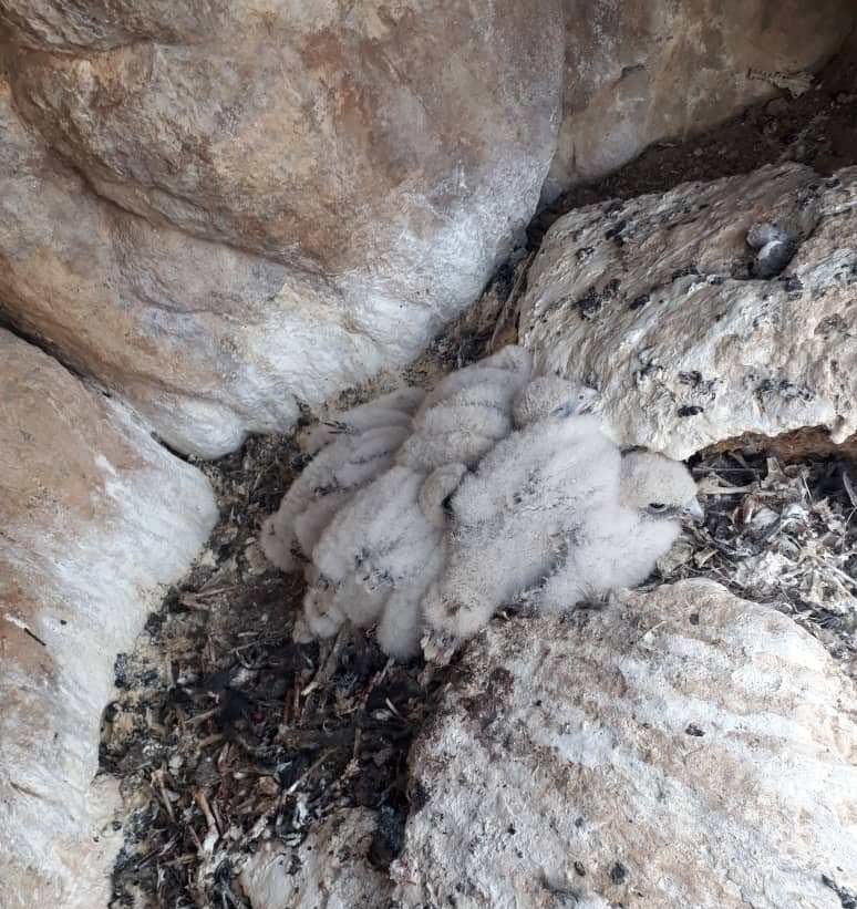 Saker chicks in a nest. © Asker Davletbakov.