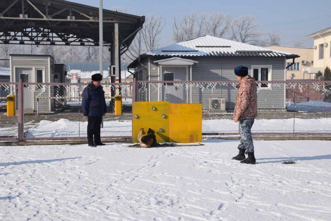 Demonstration of sniffer dogs work at Customs detecting illegal exports. © Mariia Chernyvskaia.