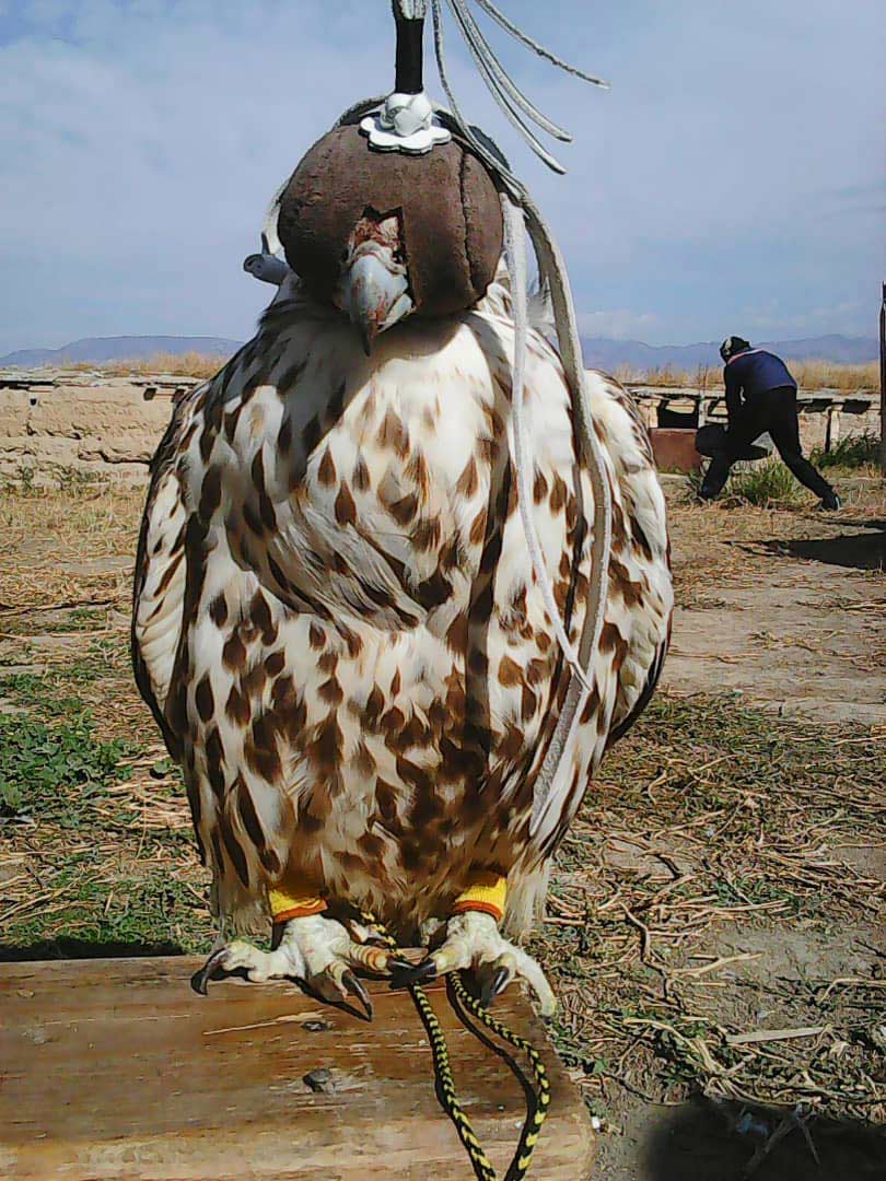 A captive Saker – interviewing falconers was important. © Bolot Tagaev.