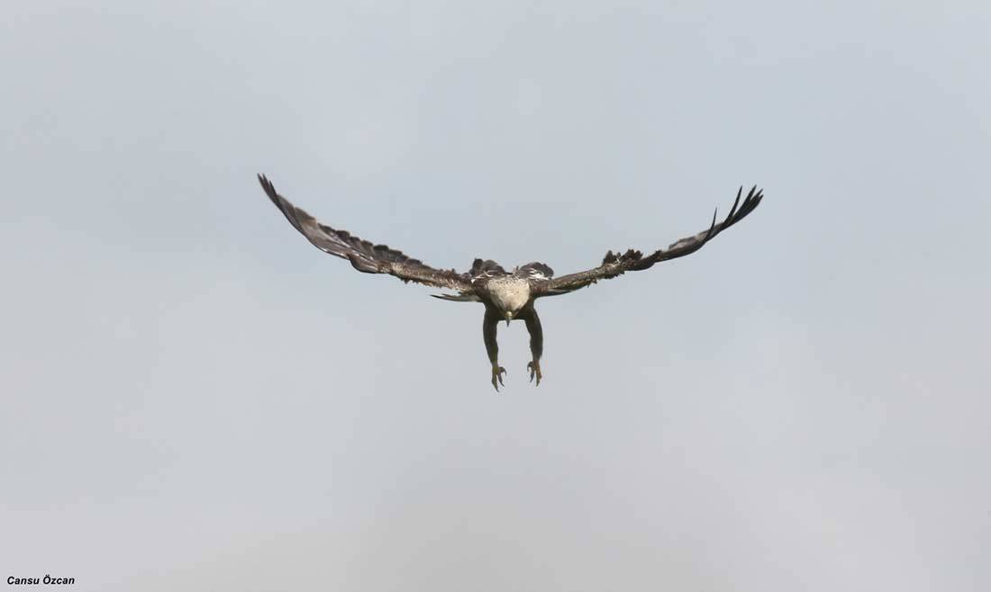 Adult Eastern Imperial Eagle Aquila heliaca. © Cansu Özcan.