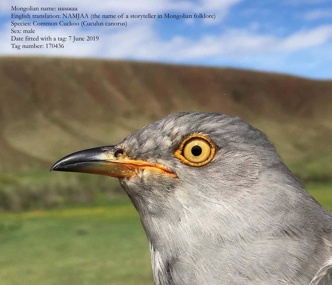 Cuckoos Connecting Schools in Mongolia and Socotra, Yemen