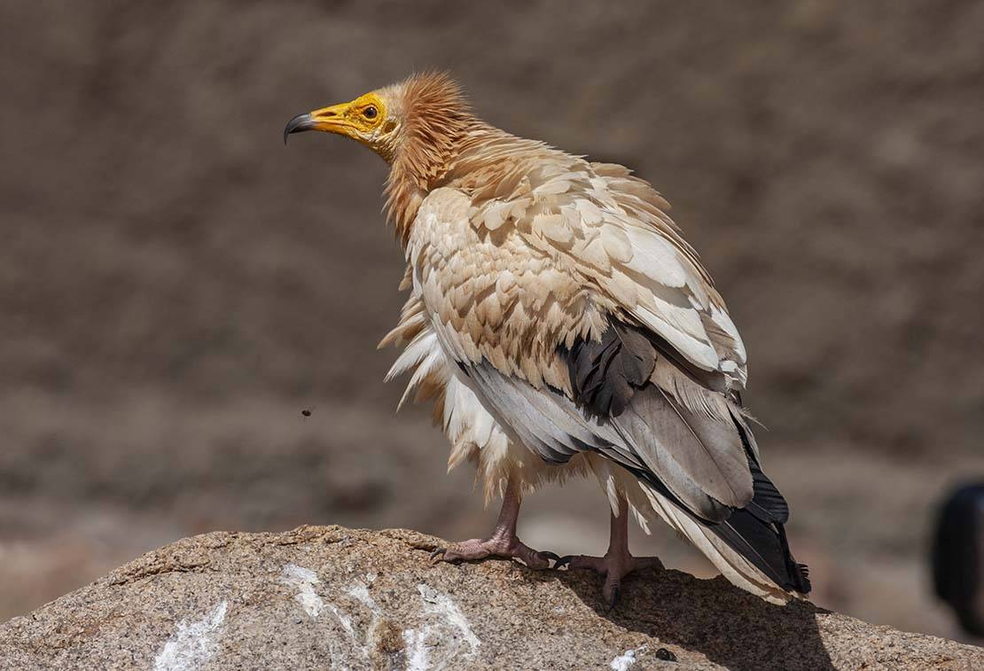 Egyptian Vulture Neophron percnopterus