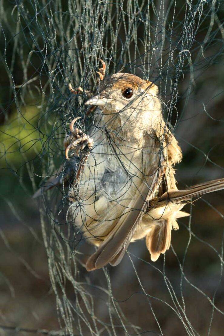 https://osme.org/wp-content/uploads/2020/05/Bird_Trapping_on_Cyprus_image004-740x1110.jpg