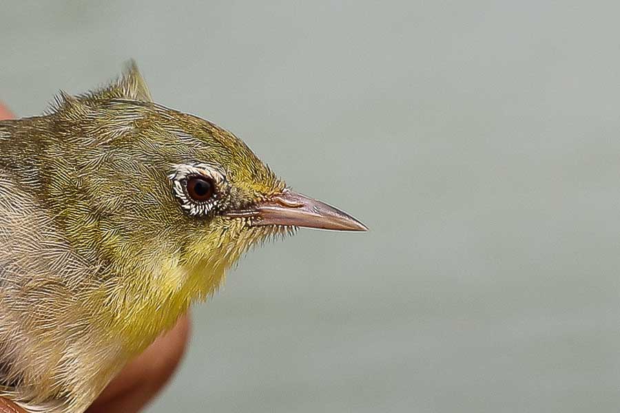 ‘Mangrove White-eye’ Zosterops sp. indet. Either Mangroves, Jizan Province, Saudi Arabia, 2 June 2016 © Jem Babbington. Showing bright general colouration.