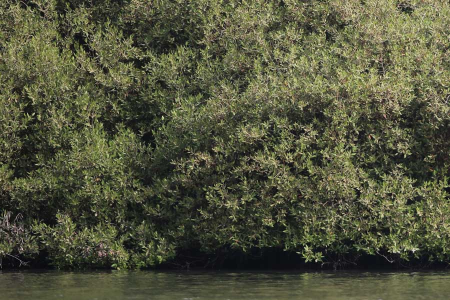 Red Sea Mangroves, Jizan Province, Saudi Arabia, 2 June 2016 © Jem Babbington.