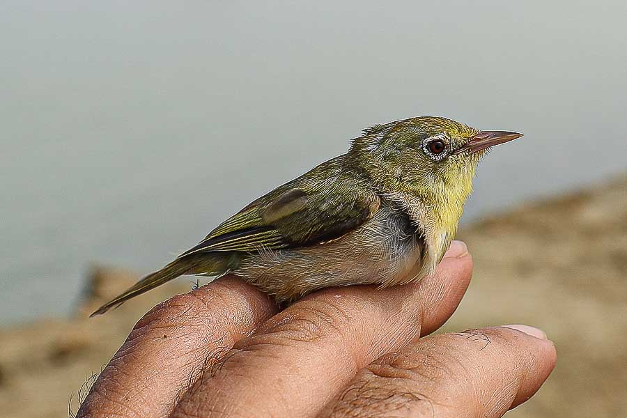 Mangrove White-eye, Either Mangroves, Jizan Province, Saudi Arabia, 2 June 2016 © Jem Babbington. Showing bright general colouration.