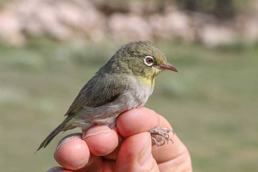 Montane Abyssinian White-eye Zosterops abyssinicus arabs, Tanumah, Asir Province, Saudi Arabia, 1 June 2016 © Jem Babbington. Showing dull general colouration.