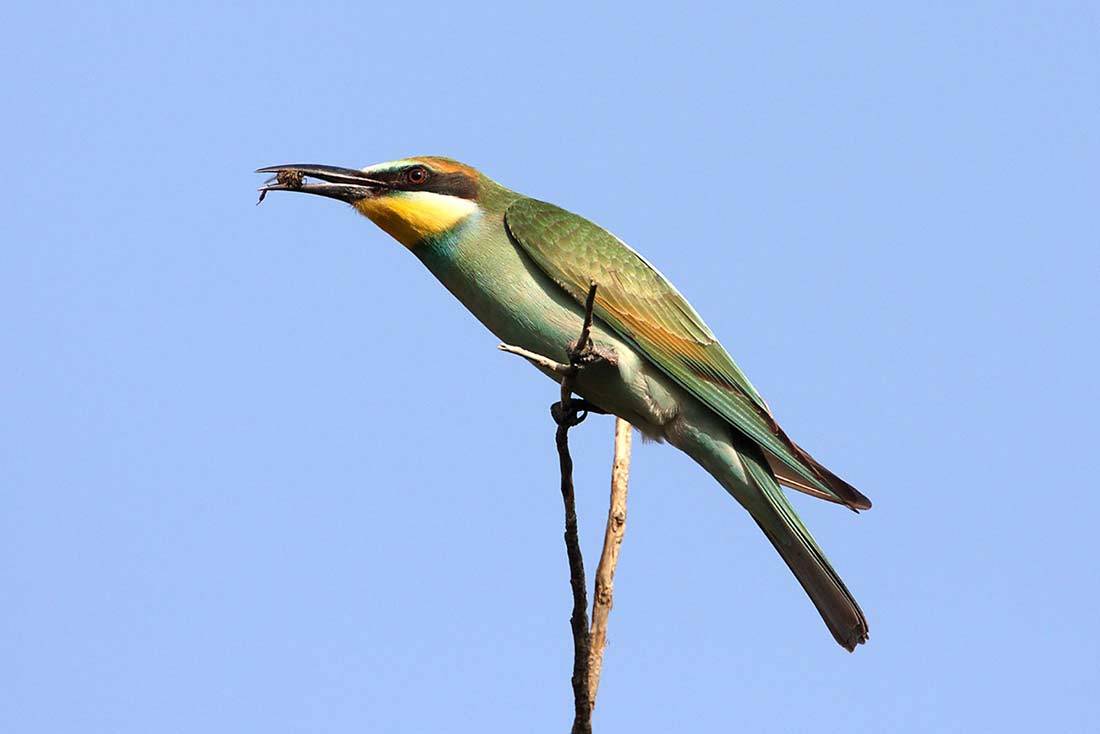 Bee-eaters and beekeepers in Cyprus: a conflict with a solution