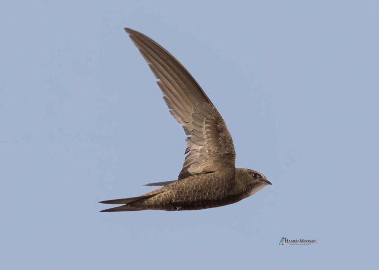 Common Swifts in Iran a Conservation Project