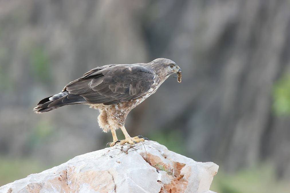 The Socotra Wildlife Association