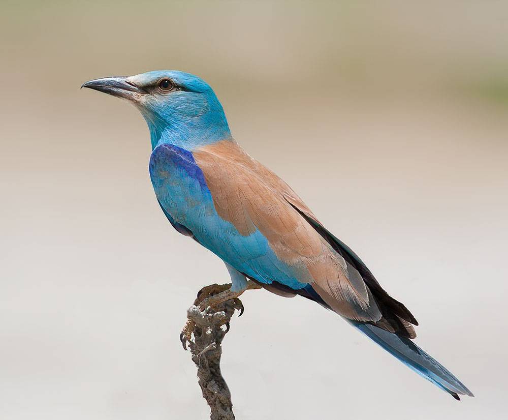 European Roller Coracias garrulus perched a stick