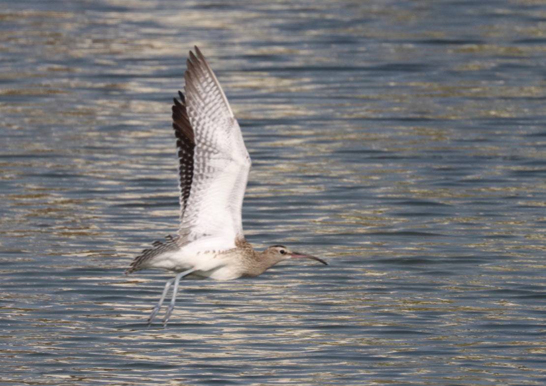 Steppe-Whimbrel