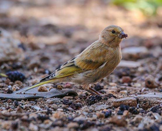 Syrian Serin Serinus syriacus