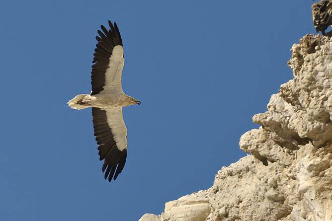 Egyptian Vulture – a Bird on the Brink