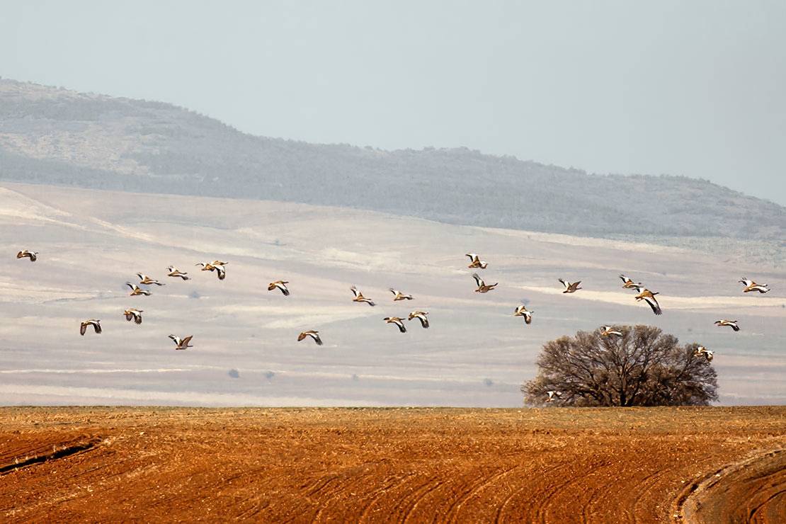 Great Bustard Otis tarda