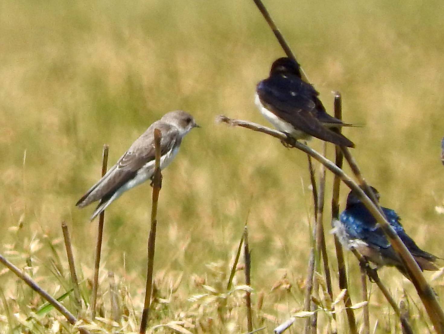 Pale-Martin-with-two-Barn-Swallows-002 – Ornithological Society Of The ...