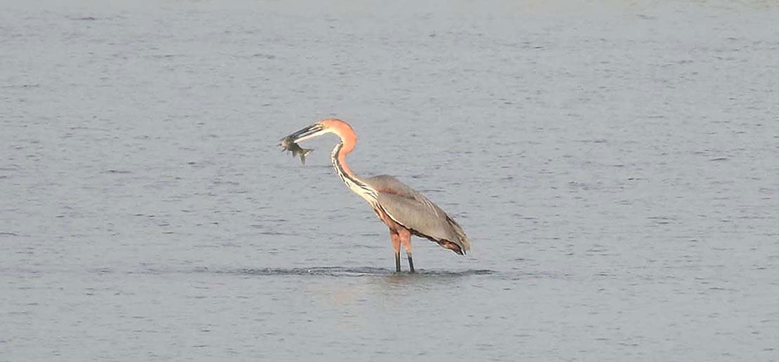 Country diary: This great white egret lives up to its name, Birds