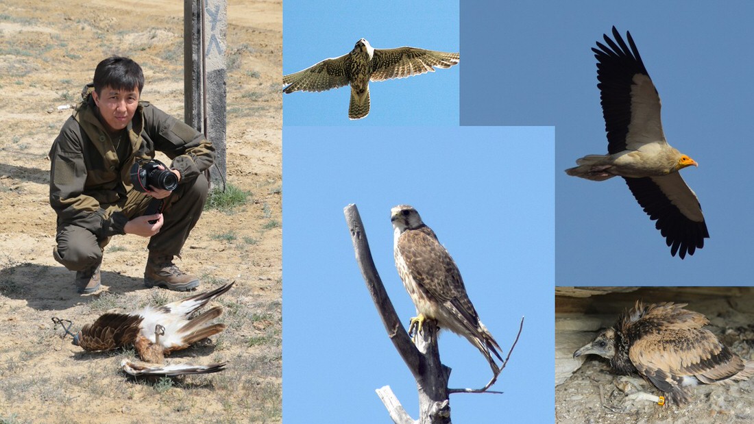 Trevor Poyser Species Conservation Fund supports Saker Falcon and Egyptian Vulture project