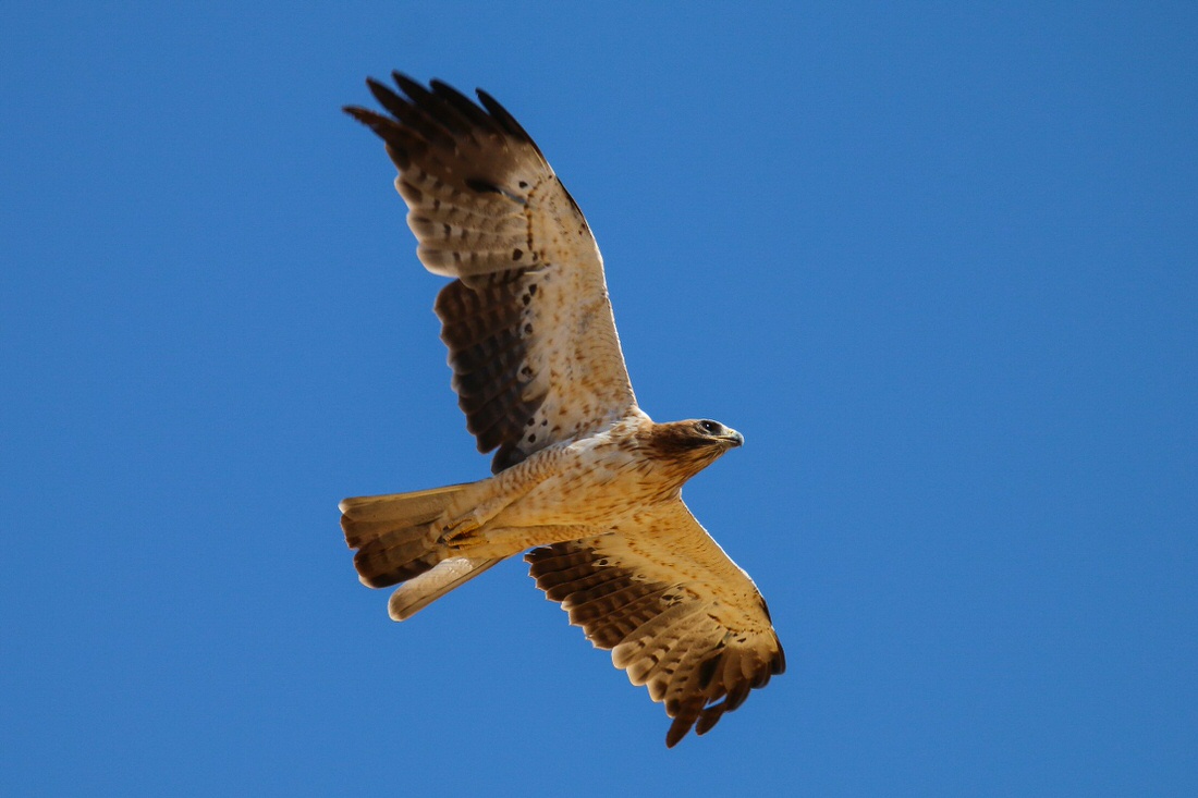 Birds of Lebanon and the Middle East - قرقف أزرق Name: Eurasian