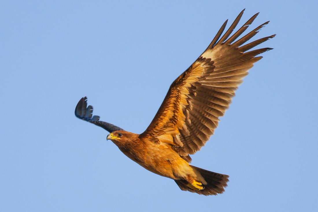 Birds of Lebanon and the Middle East - قرقف أزرق Name: Eurasian