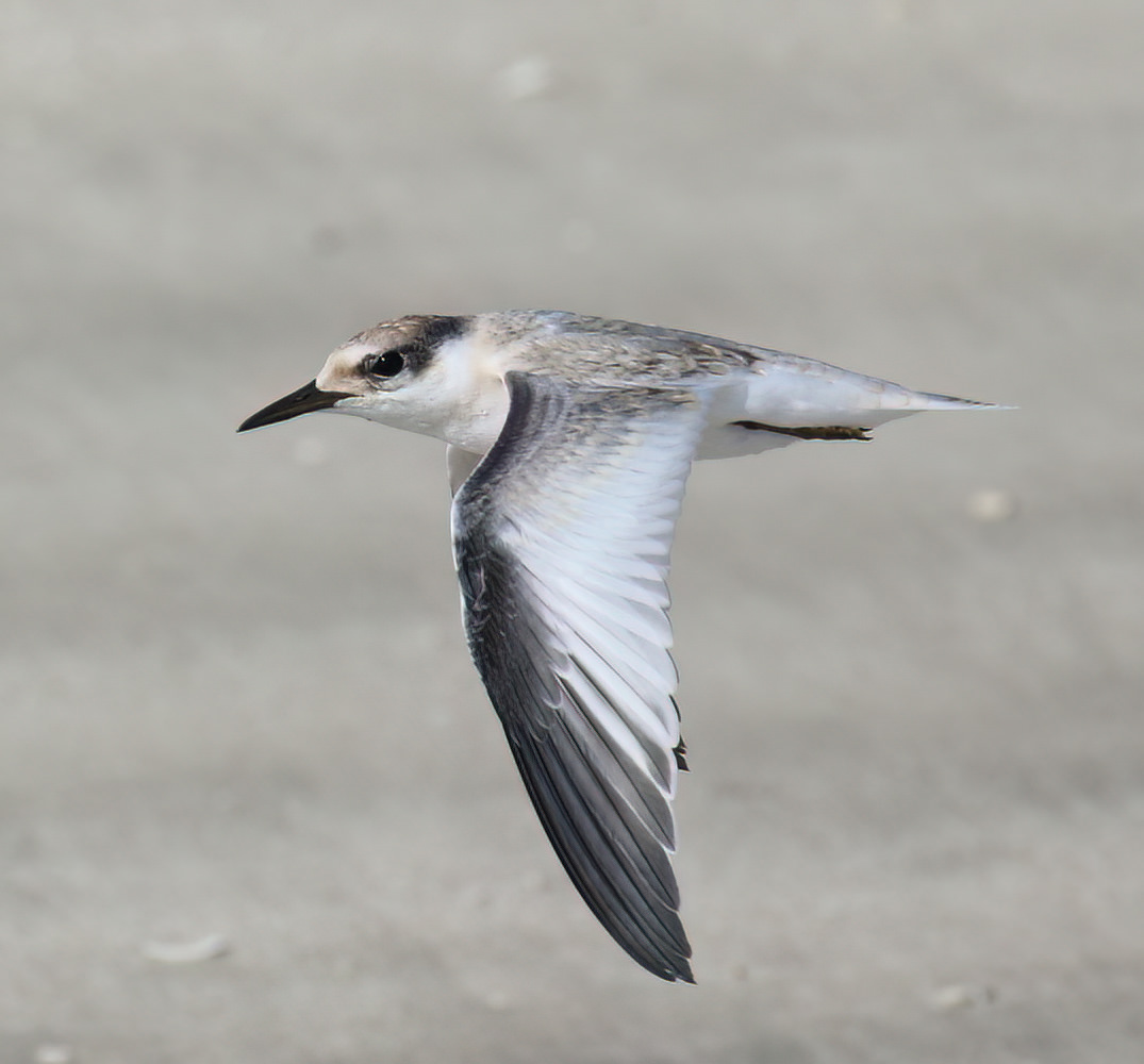 Hiding in plain sight new perspectives on the separation of Saunders