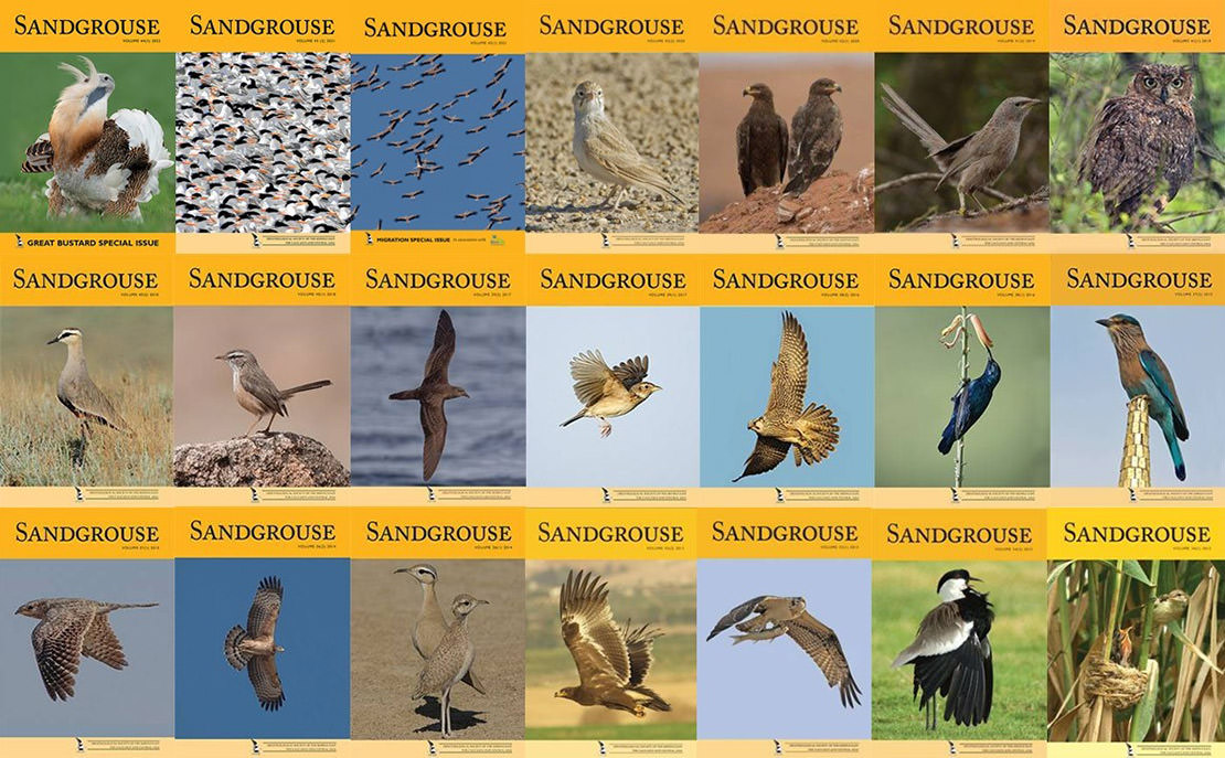 Sandgrouse Travel