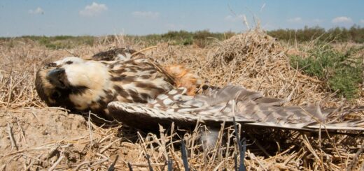 A hobby! Another victim shot dead by Lake Soros