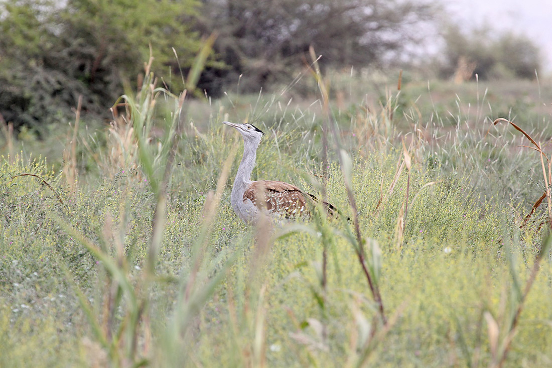 Bustard-Multi-species-Action-Plan-image004