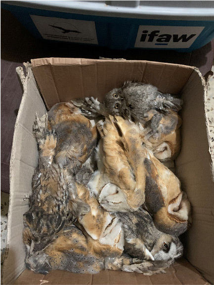 Smuggled Owls from Syria to Lebanon