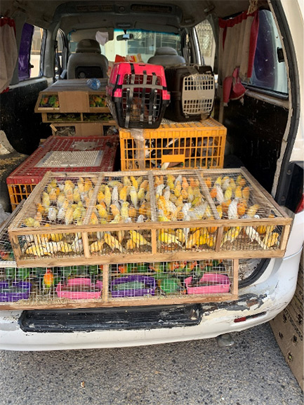 Confiscated smuggled decorative birds sold as pets