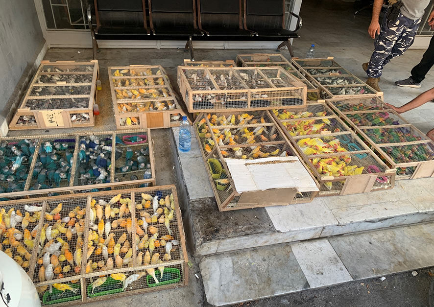Beyond Illegal Bird Killing: Documenting the Illegal Wildlife Trade through Lebanon and Syria